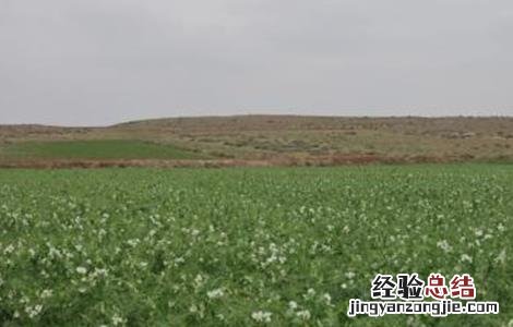 荷兰豆的种植方法以及注意事项 荷兰豆的栽培时间与方法