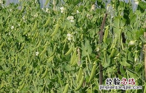 荷兰豆的种植方法以及注意事项 荷兰豆的栽培时间与方法