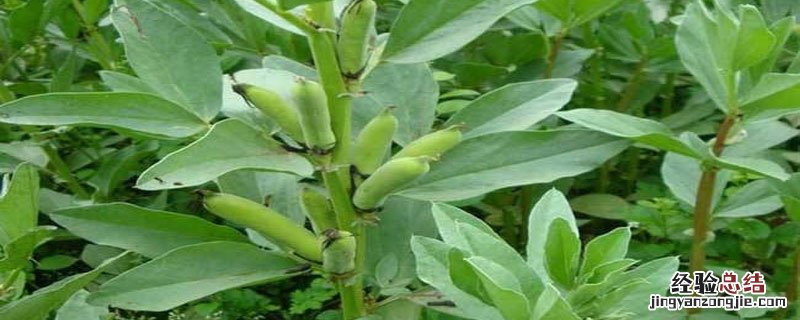 蚕豆苗期几厘米摘心 蚕豆怎样整枝摘心