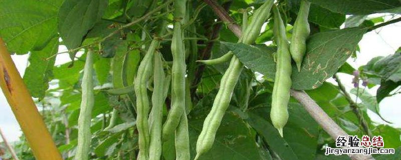 豇豆和四季豆属于豆类吗 豇豆和四季豆的区别