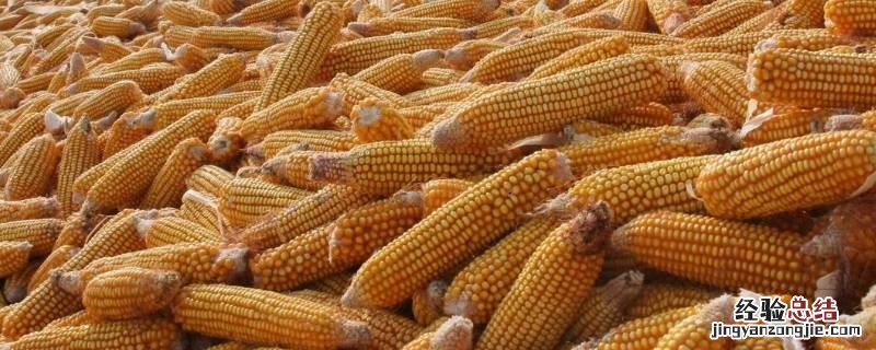 山东玉米什么时候成熟 山东玉米几月份成熟