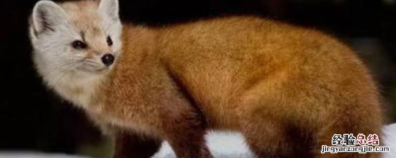 黄鼠狼是什么科类 黄鼠狼是什么科