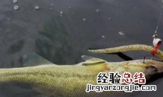延绳钓鲈鱼视频 延绳钓鲈鱼教程