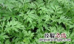 大叶艾草和小叶艾草哪个好 大叶艾草好还是小叶艾草好
