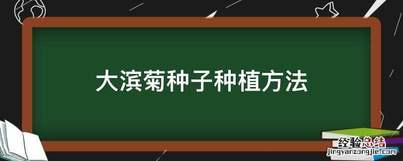 大滨菊种子种植方法 滨菊怎么种