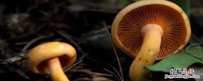 枞树菌怎么保存才新鲜 枞菌怎样保存和保鲜