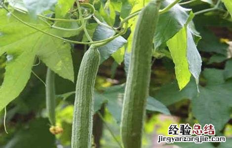 露天丝瓜栽培管理 丝瓜露地栽培管理技术