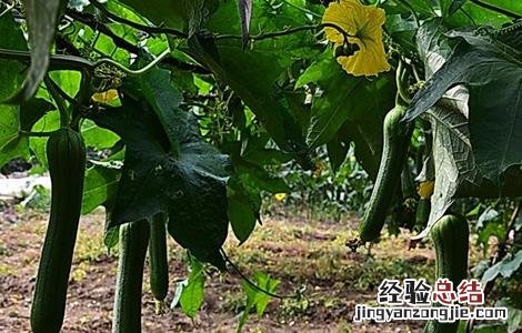 露天丝瓜栽培管理 丝瓜露地栽培管理技术