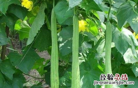 露天丝瓜栽培管理 丝瓜露地栽培管理技术