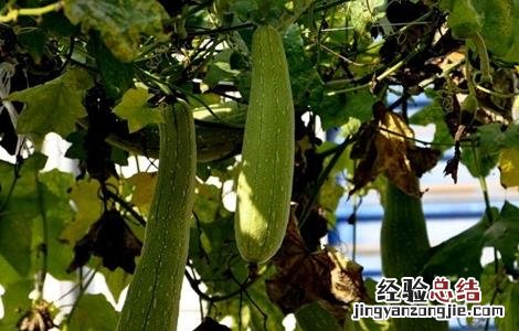 露天丝瓜栽培管理 丝瓜露地栽培管理技术