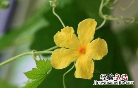 苦瓜开花期的管理 苦瓜开花期的管理技术