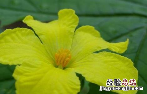 苦瓜开花期的管理 苦瓜开花期的管理技术