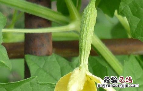 苦瓜开花期的管理 苦瓜开花期的管理技术