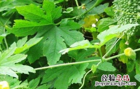 苦瓜开花期的管理 苦瓜开花期的管理技术