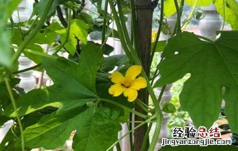 苦瓜开花期的管理 苦瓜开花期的管理技术
