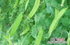 大棚种植荷兰豆的方法 荷兰豆大棚栽培技术要点