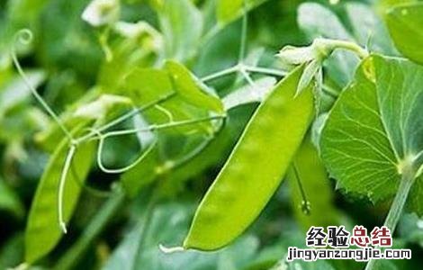 大棚种植荷兰豆的方法 荷兰豆大棚栽培技术要点