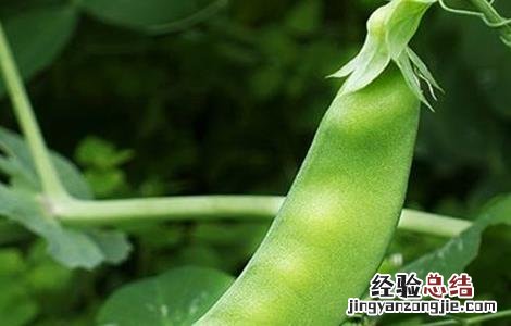 大棚种植荷兰豆的方法 荷兰豆大棚栽培技术要点