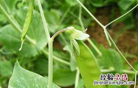 大棚种植荷兰豆的方法 荷兰豆大棚栽培技术要点