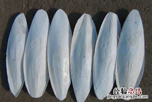墨鱼骨 墨鱼骨怎么处理才能喂鸟