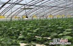 大棚黄瓜管理技术要点 大棚黄瓜管理技术