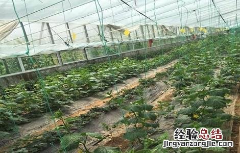 大棚黄瓜管理技术要点 大棚黄瓜管理技术