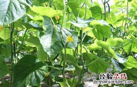 大棚黄瓜管理技术要点 大棚黄瓜管理技术