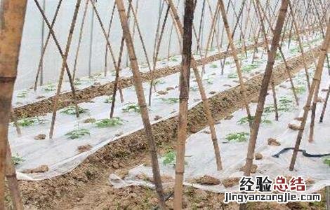 大棚黄瓜管理技术要点 大棚黄瓜管理技术
