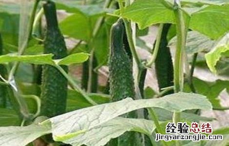 大棚黄瓜管理技术要点 大棚黄瓜管理技术