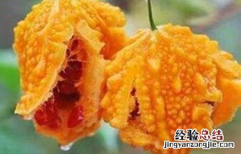 苦瓜怎么留种 苦瓜怎么留种子