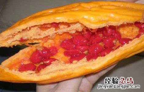 苦瓜怎么留种 苦瓜怎么留种子