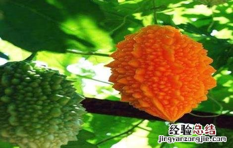 苦瓜怎么留种 苦瓜怎么留种子
