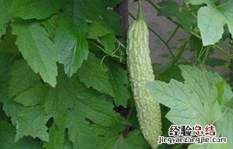 苦瓜怎么留种 苦瓜怎么留种子