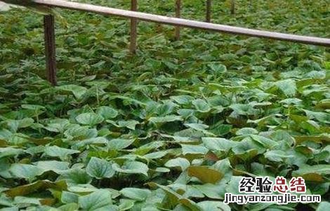 鱼腥草施肥管理 鱼腥草施肥管理方法
