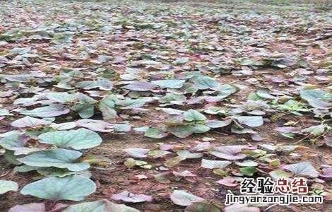 鱼腥草施肥管理 鱼腥草施肥管理方法