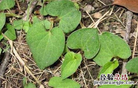 鱼腥草施肥管理 鱼腥草施肥管理方法