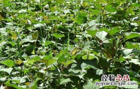 鱼腥草施肥管理 鱼腥草施肥管理方法