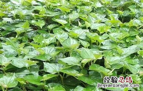 鱼腥草施肥管理 鱼腥草施肥管理方法
