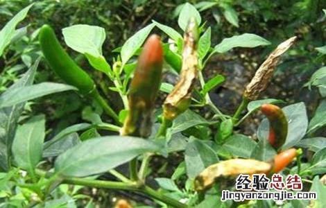 防治辣椒炭疽病 防治辣椒炭疽病特效药