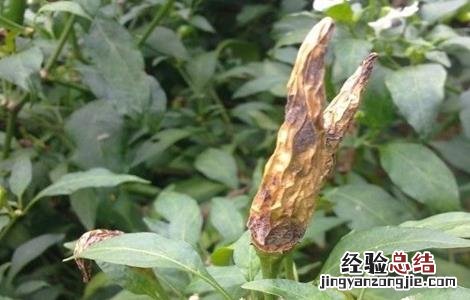 防治辣椒炭疽病 防治辣椒炭疽病特效药