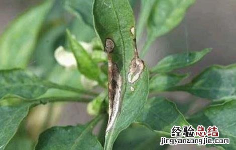 防治辣椒炭疽病 防治辣椒炭疽病特效药