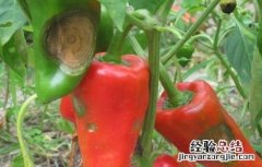 防治辣椒炭疽病 防治辣椒炭疽病特效药