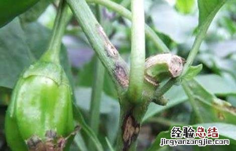 防治辣椒炭疽病 防治辣椒炭疽病特效药