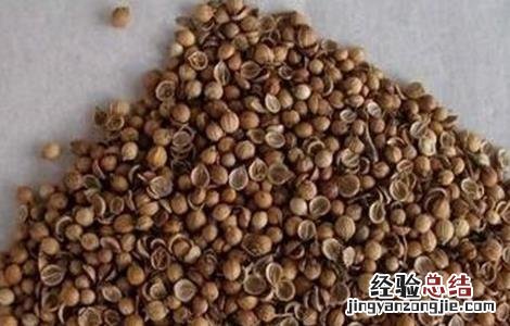 香菜种子催芽方法 香菜种子催芽方法有哪些