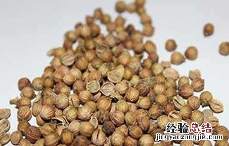 香菜种子催芽方法 香菜种子催芽方法有哪些