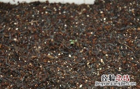 香菜种子催芽方法 香菜种子催芽方法有哪些