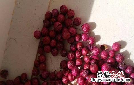 香菜种子催芽方法 香菜种子催芽方法有哪些