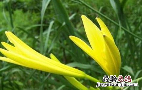 金针菜的栽培技術 金针菜的栽培技術与管理