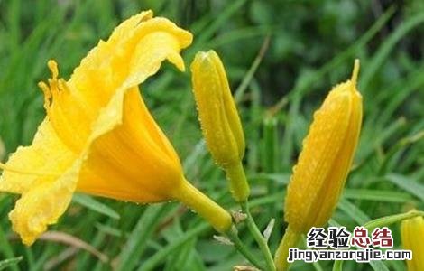 金针菜的栽培技術 金针菜的栽培技術与管理