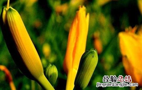金针菜的栽培技術 金针菜的栽培技術与管理